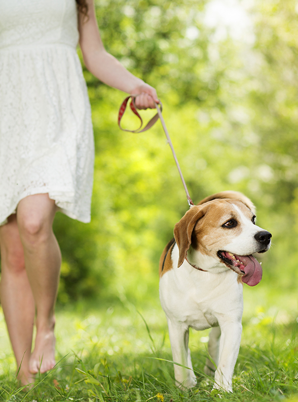 walking dog in aromas